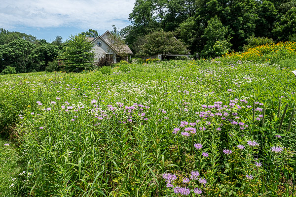 Mature Native Meadow Landscape in summer