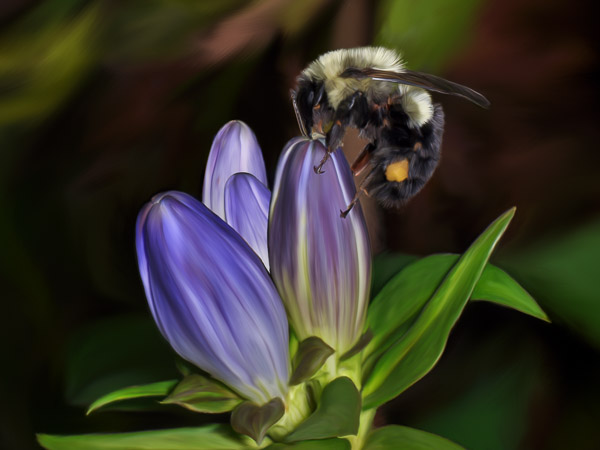 Gentian Pollinator