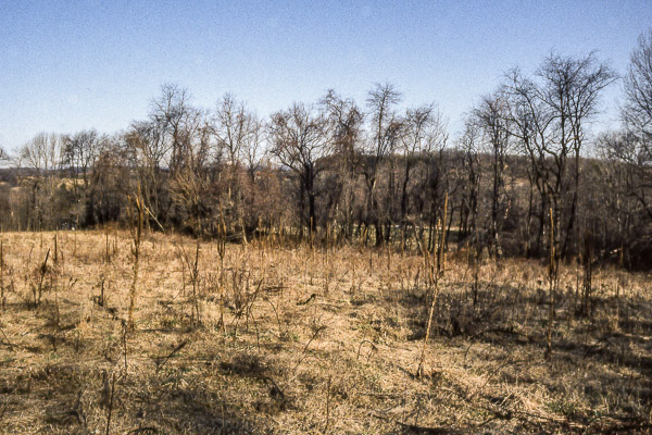 The fallow field and hedgerow