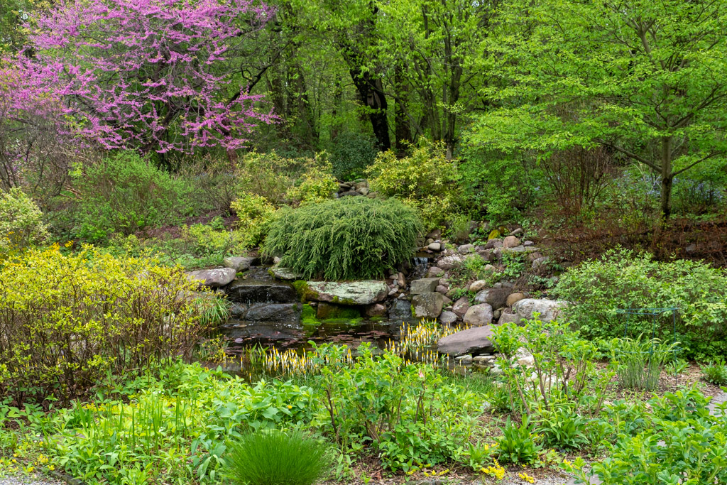 Native plant landscape