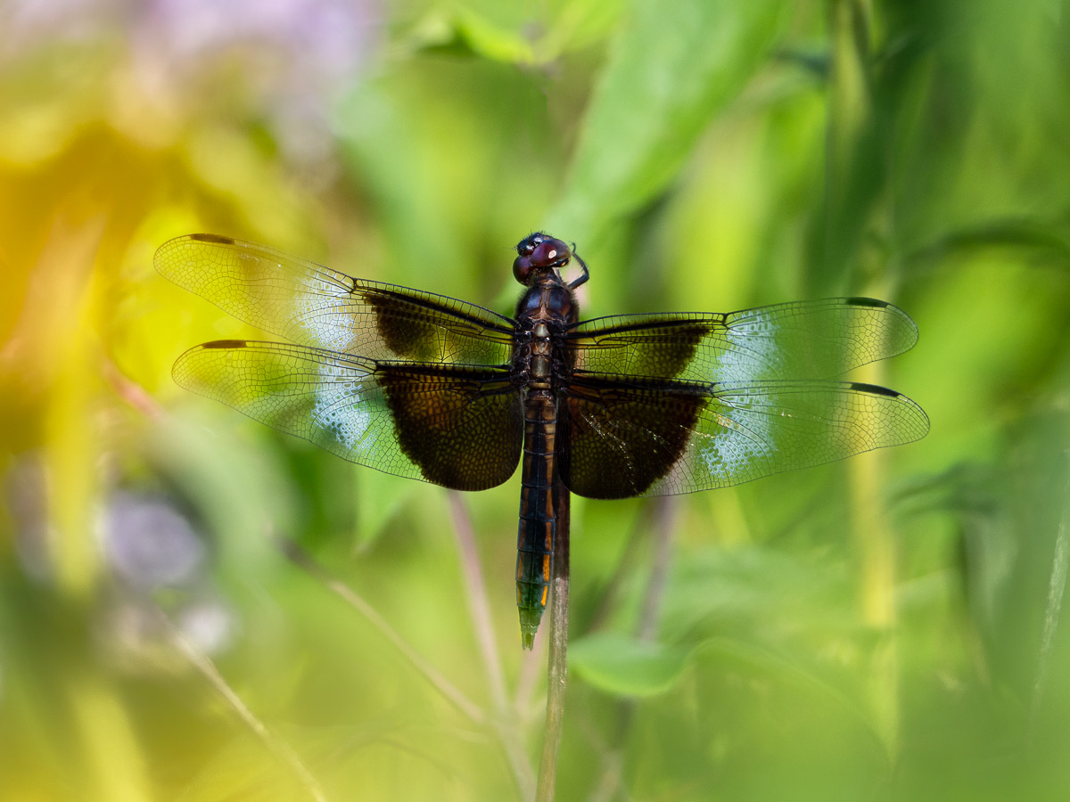 A male Widow Skimmer dragonfly suns in the meadow