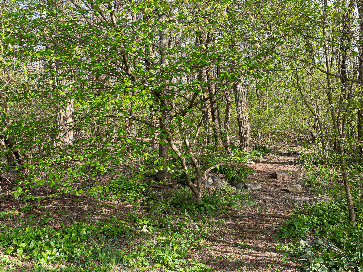 Woodland area with recovered understory and invasive shrubs removed