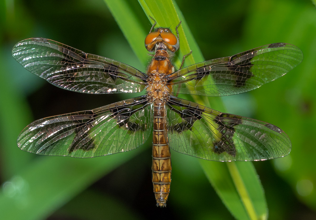 An Eastern Amberwing dragonfly for comparison. The hindwing is much wider at the body and the eyes are bigger and rounder.