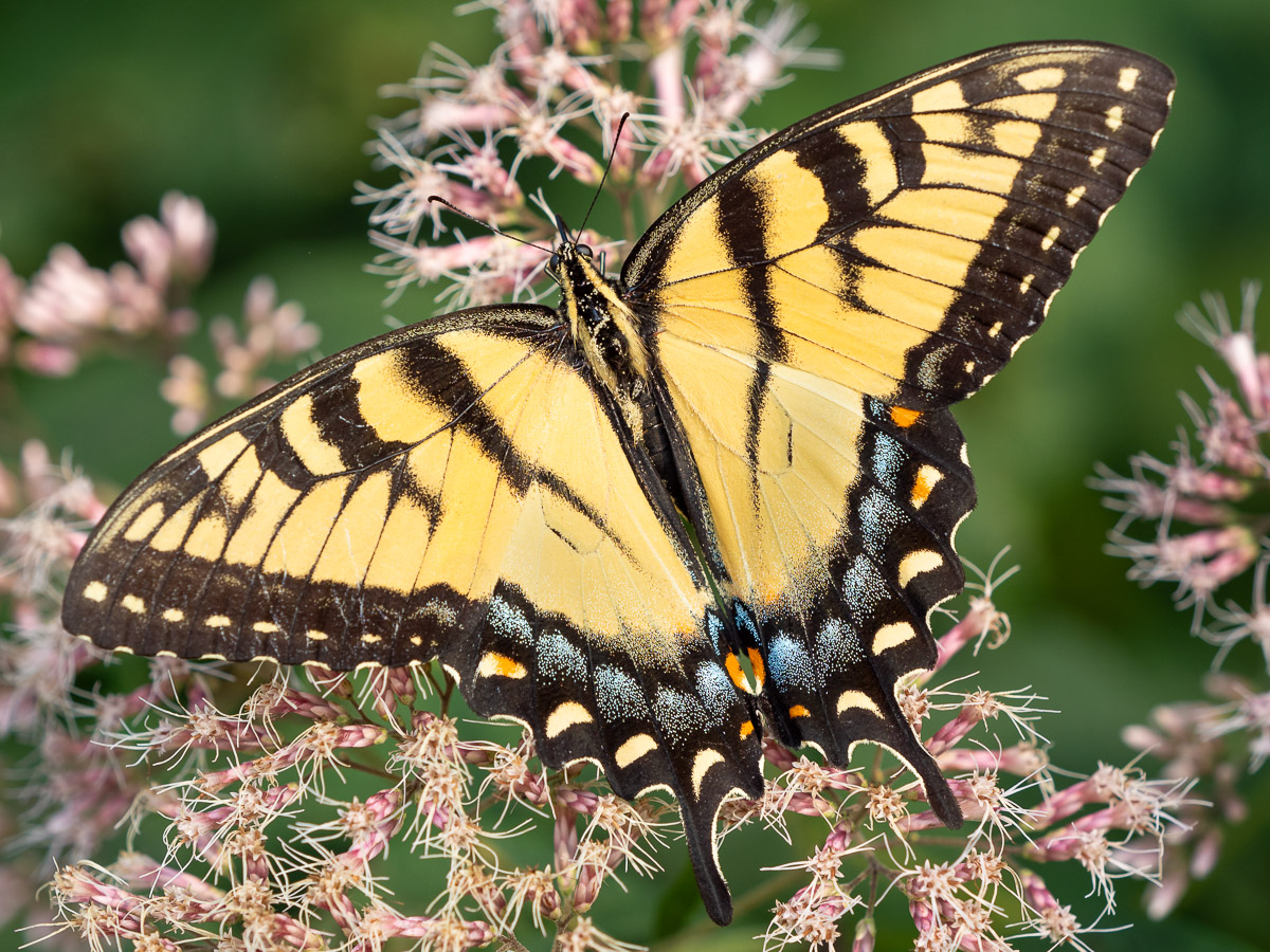 This spectacular female Eastern Tiger Swallowtail was feeding on Joe-Pye Weed just before sunset. The blue on the hindwing makes it a female.