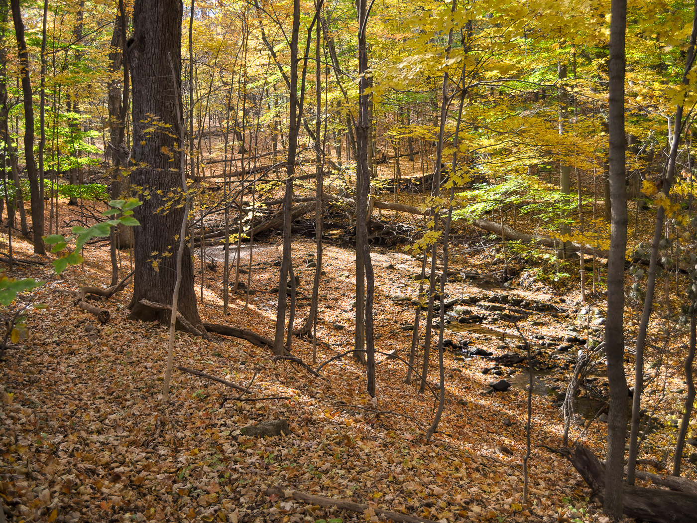 A healthy woodland ecosystem relies on the natural recycling of its leaves.