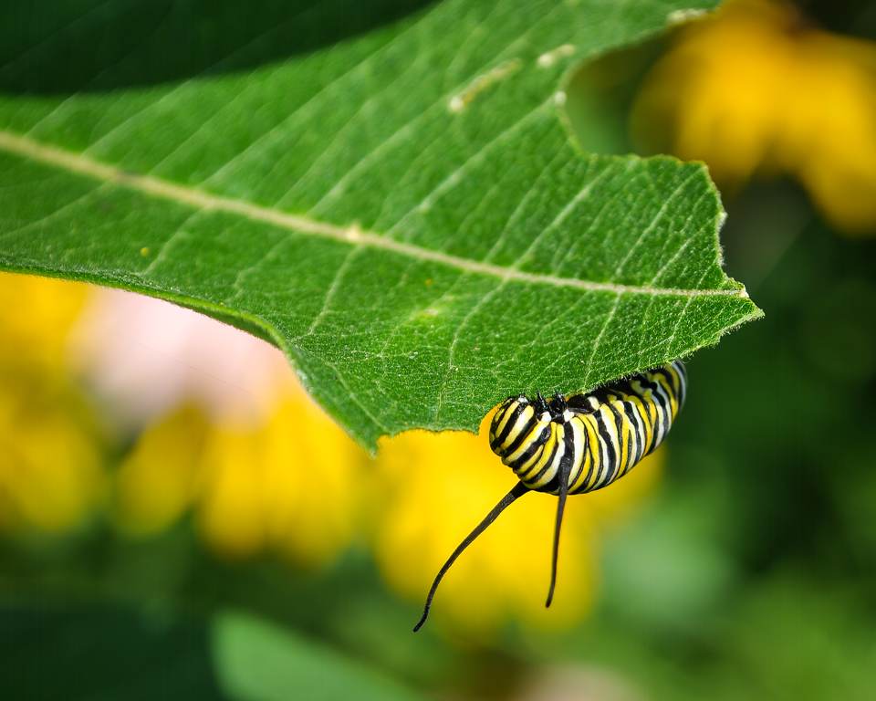 Monarch caterpillars require milkweed species leaves for survival