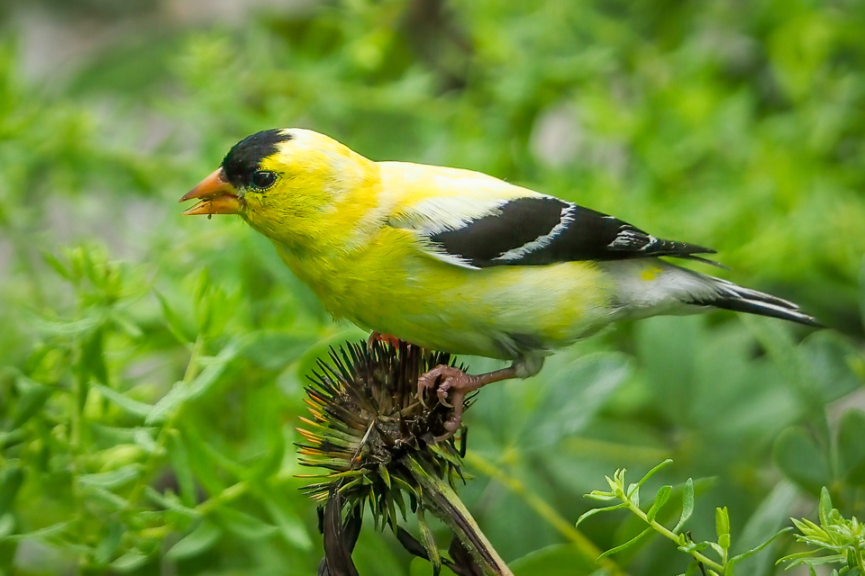 Goldfinch feeding