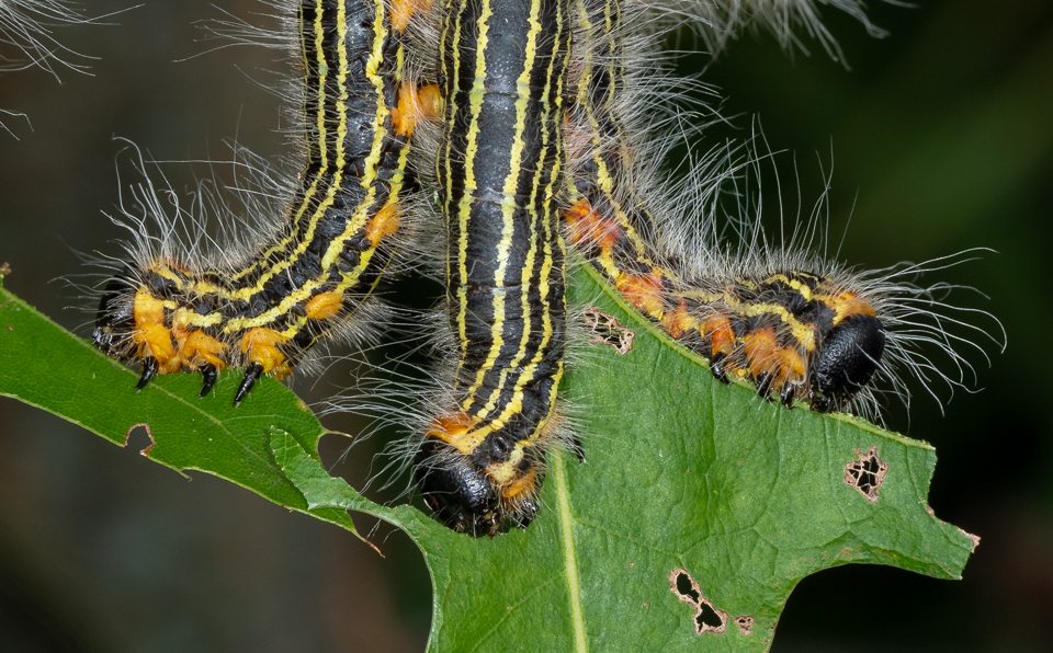 Datana caterpillars munching on a White Oak leaf (Quercus alba)