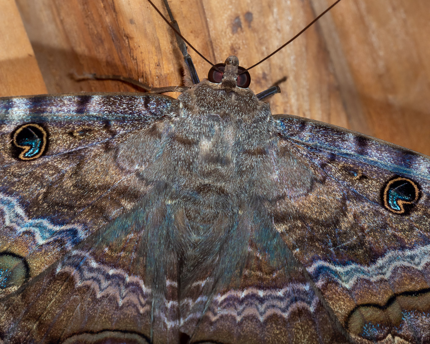 Black Witch Moth Closeup