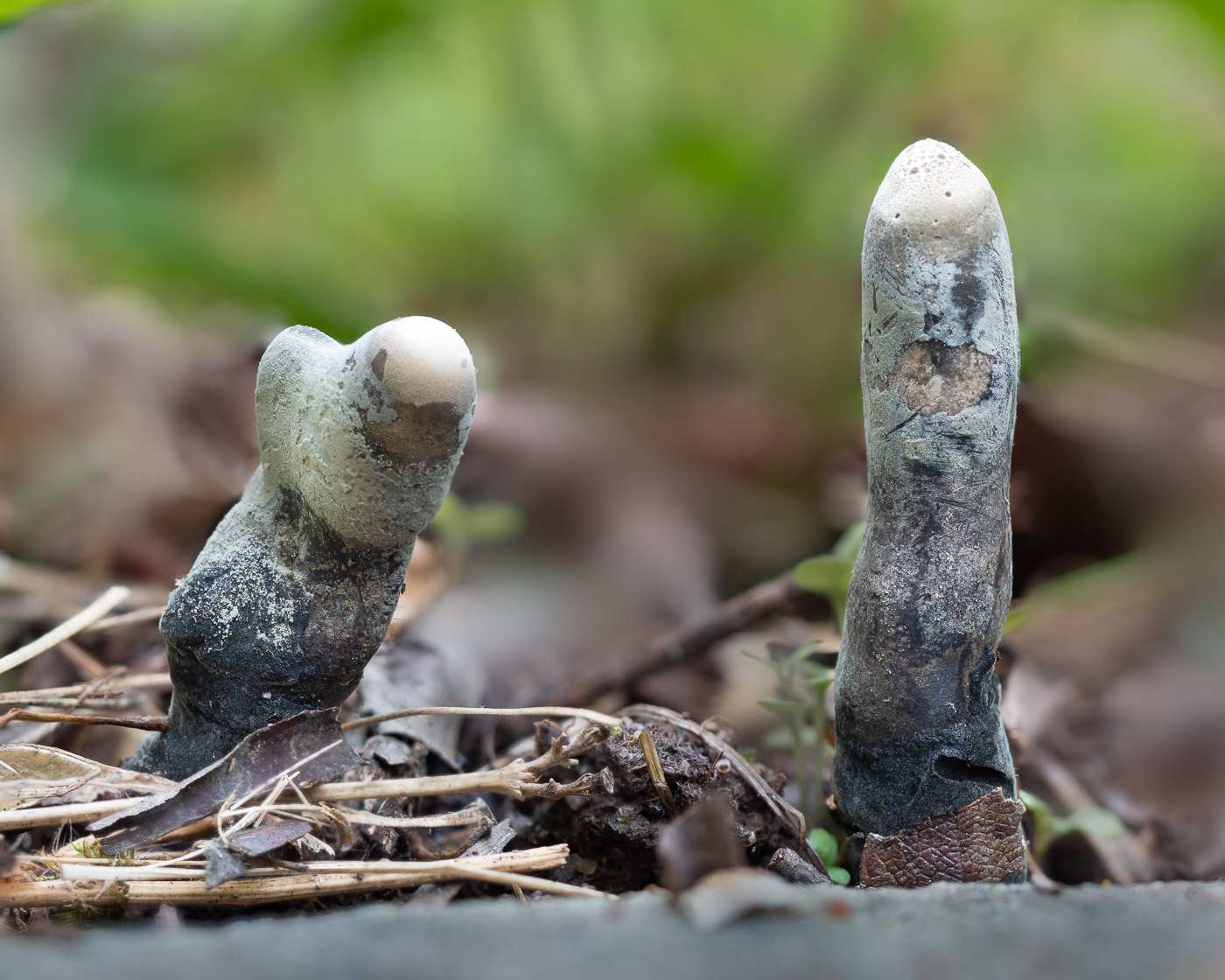 Dead Man's Fingers Mushrooms