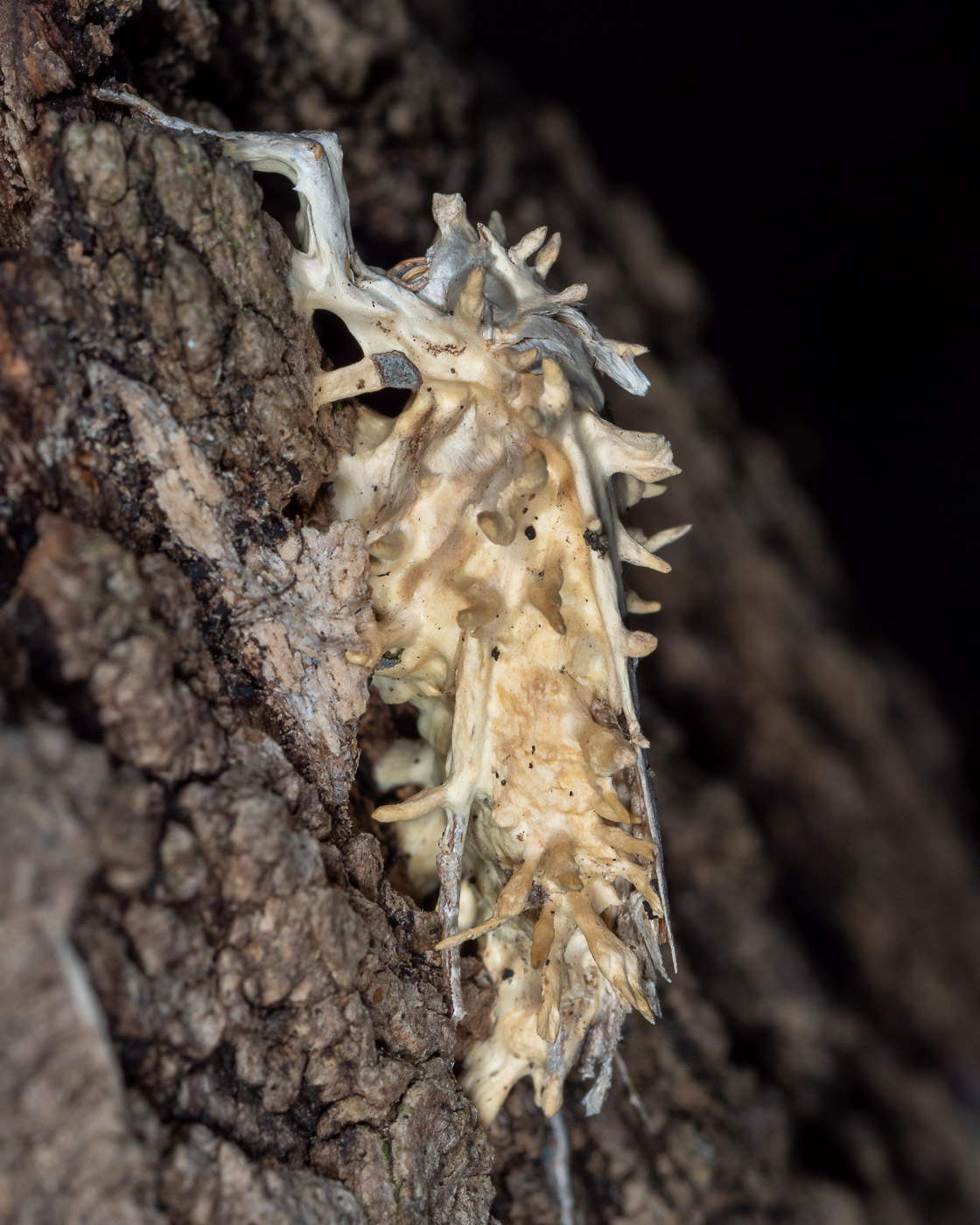 Parasitized Moth Zombie on Tree Trunk
