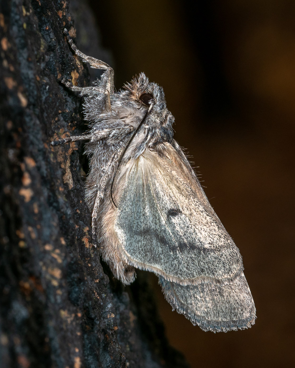 Dagger Moth perched on tree trunk