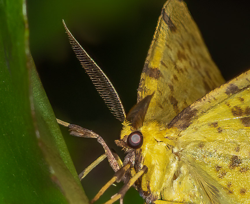 Feathery Antenna of Xanthotype Moth