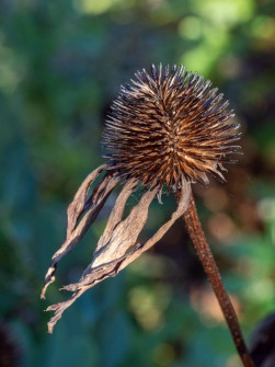 Perfect Dried Coneflower