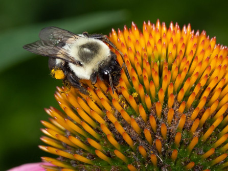 Bumble Bee Plus