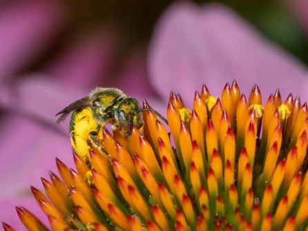 Tiny native bee