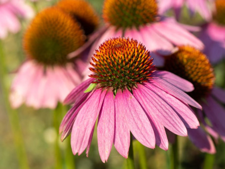 Typical Echinacea Flower
