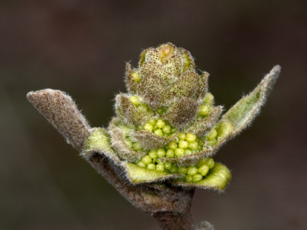 Fothergilla Buds