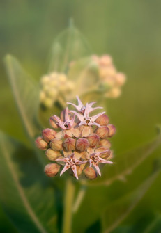 Showy Milkweed Bloom