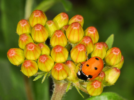 Ladybug Bud