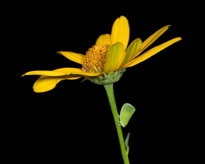 Hopper on Heliopsis