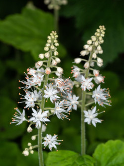 Tiarella Spike