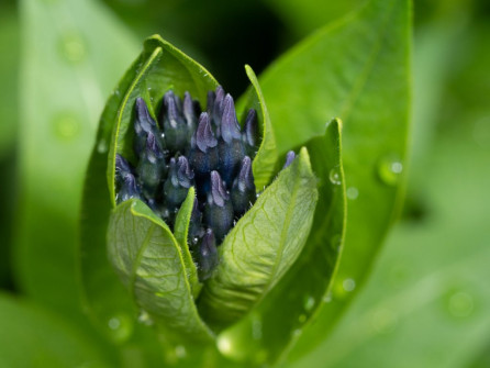 Amsonia Bud