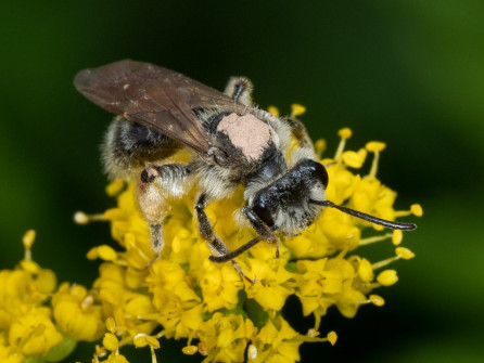 Muddy Bee