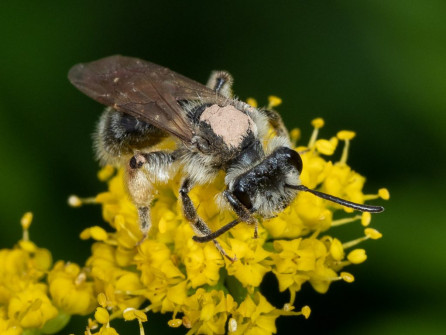 Muddy Native Andrenid Bee