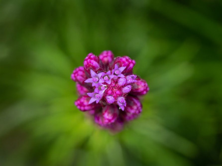 Liatris bud opening