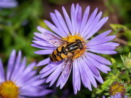 Bee-mimic Flower Fly