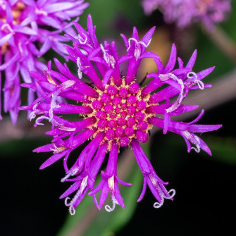 Uploand Ironweed Flower