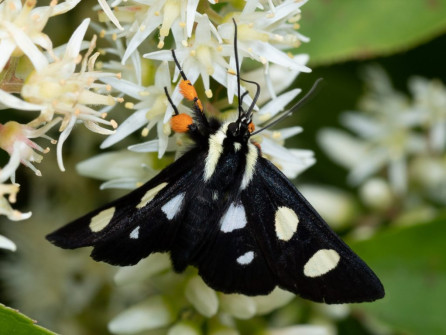 Booted Moth