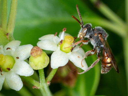 Cuckoo Bee on Holly Flower
