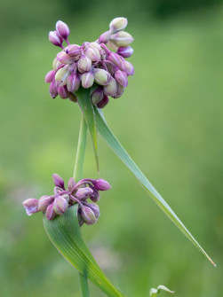 Tradescantia Buds