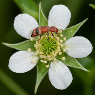 Ant-mimic Beetle on Avens