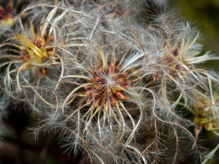 Clematis seedpod