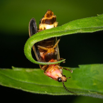 Bug Gymnastics