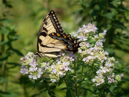Nectaring Swallowtail