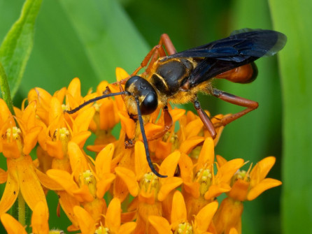 A Great Golden Digger Wasp on Butterflyweed