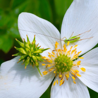 A Katydid in June?