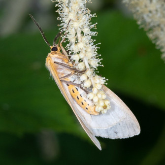 Day Feeding Moth