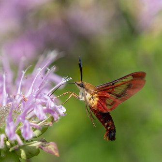 The Moth that's a Hummingbird