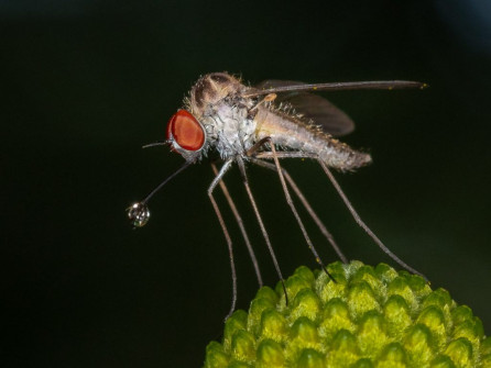 A bubble blowing fly!