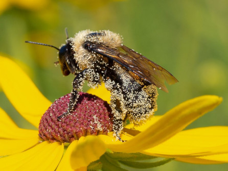 Pollen balls on bumble bee