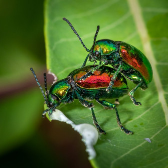 Flashy Beetles