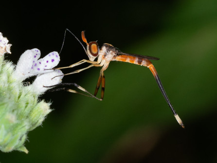 Flies like flowers too