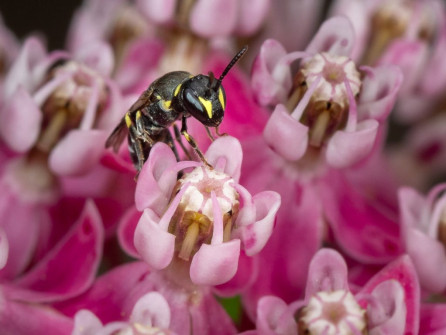 Tiny native Masked Bee