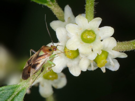 Plant bug on Winterberry