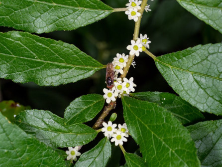 Flowering Winterberry with Flower Fly